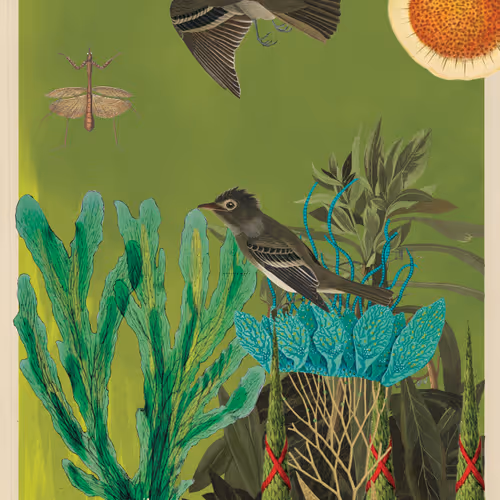 Birdsofsolis