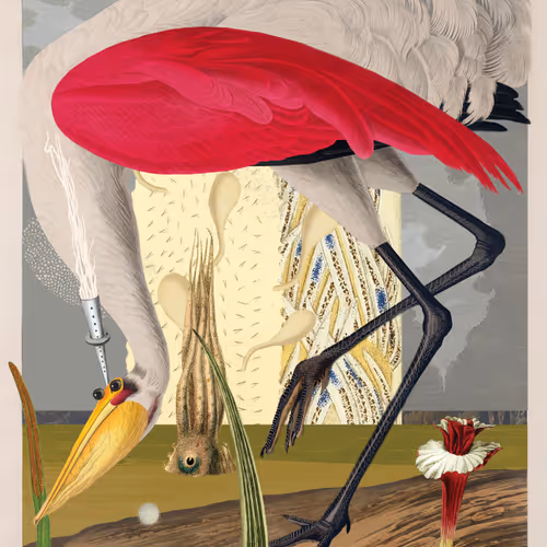 Birdsofsolis