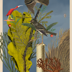 Empidonax Virescens Morphens #57