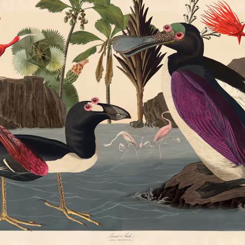Birdsofsolis