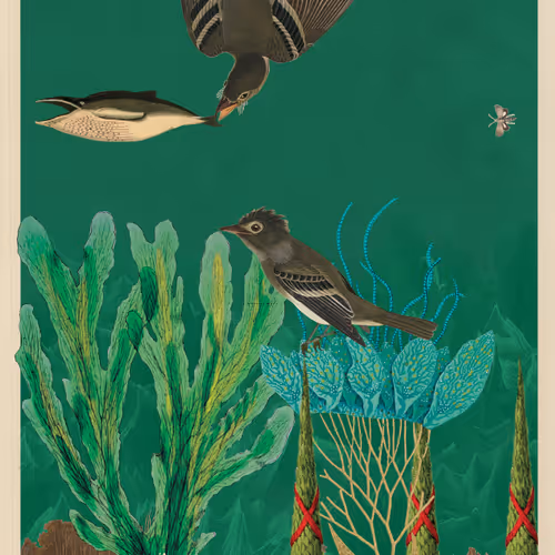 Birdsofsolis