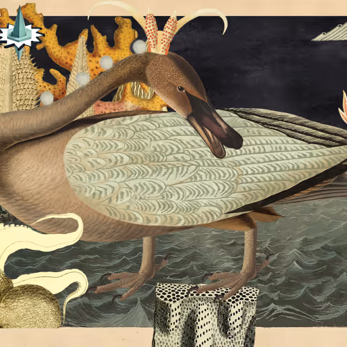 Birdsofsolis
