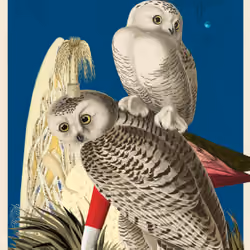 Bubo Scandicus Morphus #77
