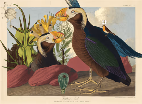 Birdsofsolis