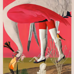 Grus Americana Morpha #18