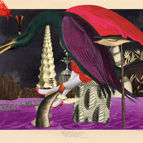 Birdsofsolis