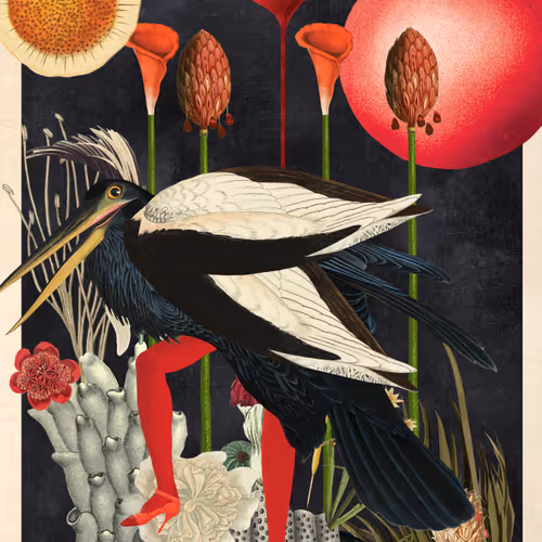 Birdsofsolis