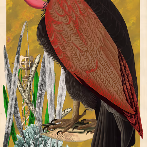 Birdsofsolis