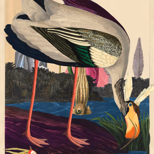 Birdsofsolis