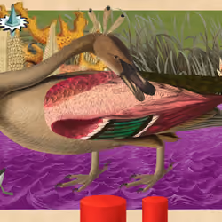 Cygnus Buccinator Morphor #60