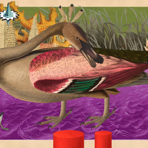 Cygnus Buccinator Morphor #60