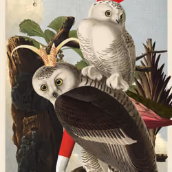 Bubo Scandicus Morphus #90