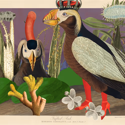 Birdsofsolis