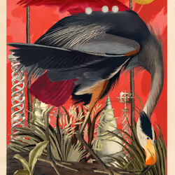 Ardea Herodias Morpias #78