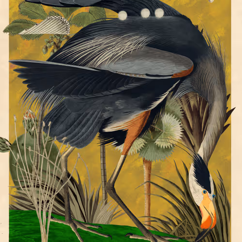 Birdsofsolis