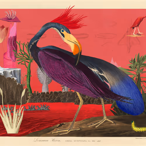Birdsofsolis