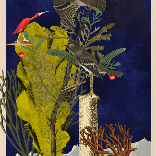 Birdsofsolis