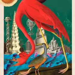 Phoenicopterus Ruber Morpher #3