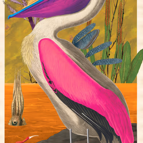 Birdsofsolis