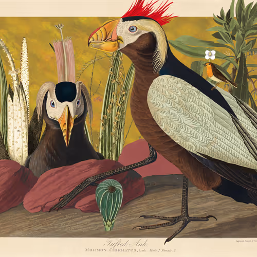 Birdsofsolis