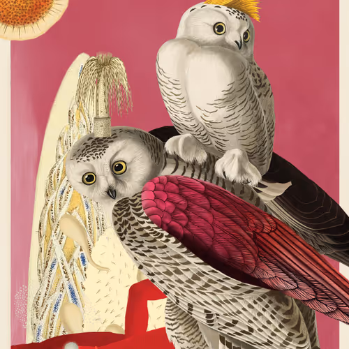Birdsofsolis