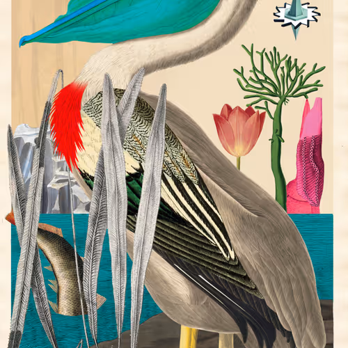 Birdsofsolis