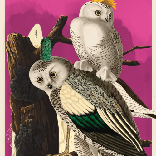 Bubo Scandicus Morphus #40