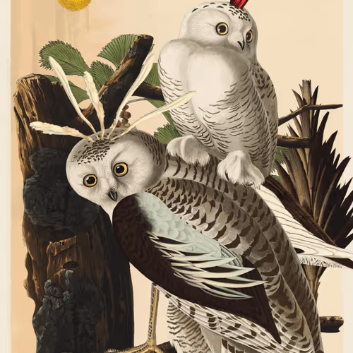 Birdsofsolis