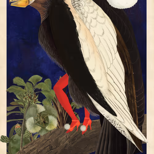 Birdsofsolis