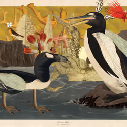 Pinguinus Impennis Morphis #10