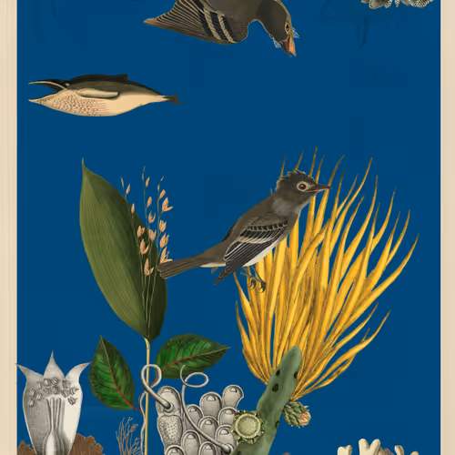 Birdsofsolis