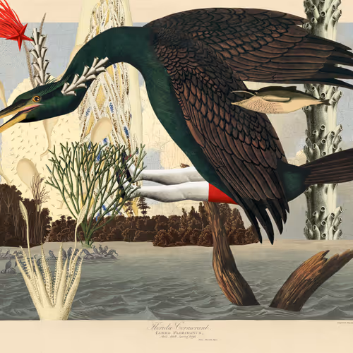 Birdsofsolis