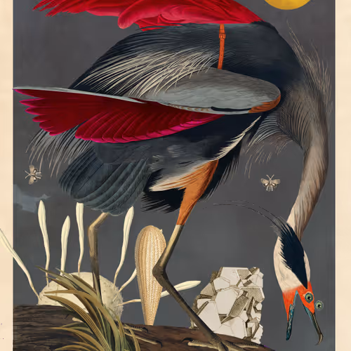 Birdsofsolis