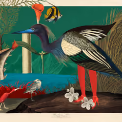Grus Paradisea Morphea #19
