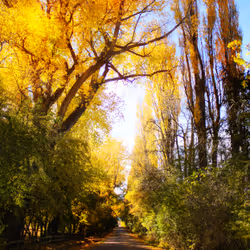 Autumn in Queenstown, Speargrass Flats Road #0279