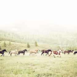 A Mustering Near Glenorchy #0543