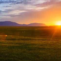 The Busiest Sheep in Iceland #0668