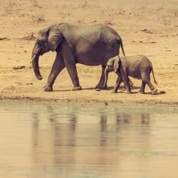 Mom and Baby Elephant #0961