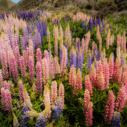 Lupins in New Zealand #0401