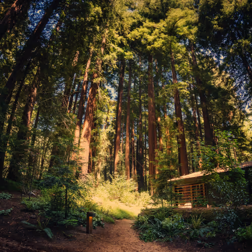 The Cabin in the Forest at the Glen Oaks Big Sur #0676