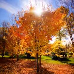 Autumn Awesomeness in Queenstown #0273