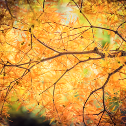 Pretty Colors In Queenstown Park #0931