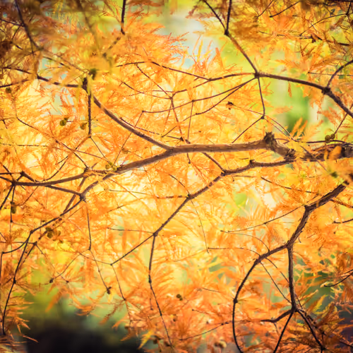 Pretty Colors In Queenstown Park #0931
