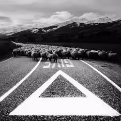 Give Sheep a Chance #0513