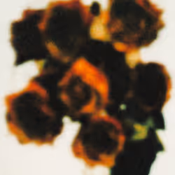 [WITHOUTYOU] #15/143