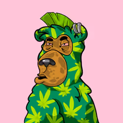 Buzzed Bear #2765