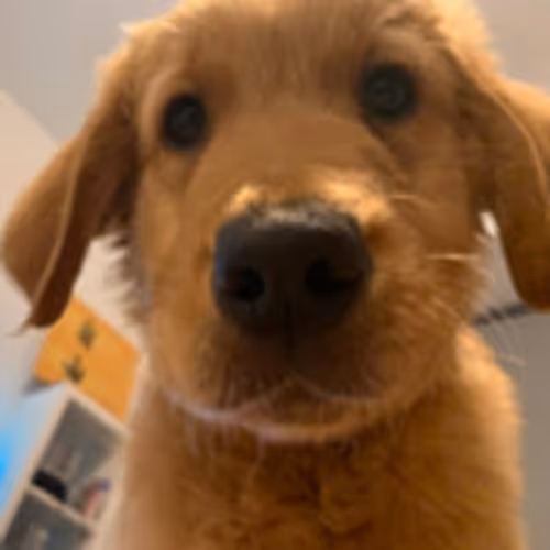 Good Boiii #1