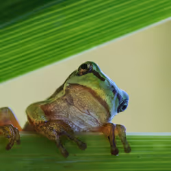 Pepe 3/12 (What's up?) (Artist: Savas Sener)