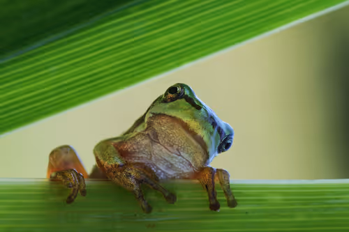 Item #46489417000291226803390193278171395337984998557476228483069898676710045384705 Media