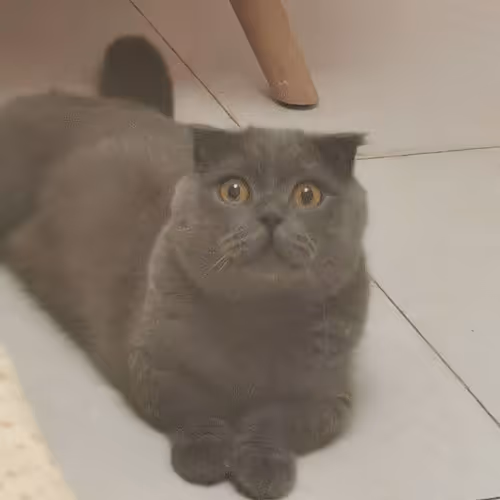 My Cat Vita #1